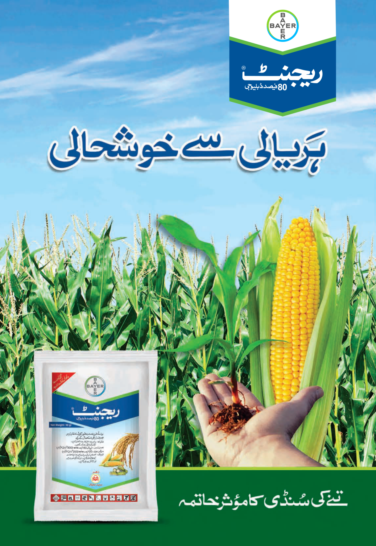 Regent Corn