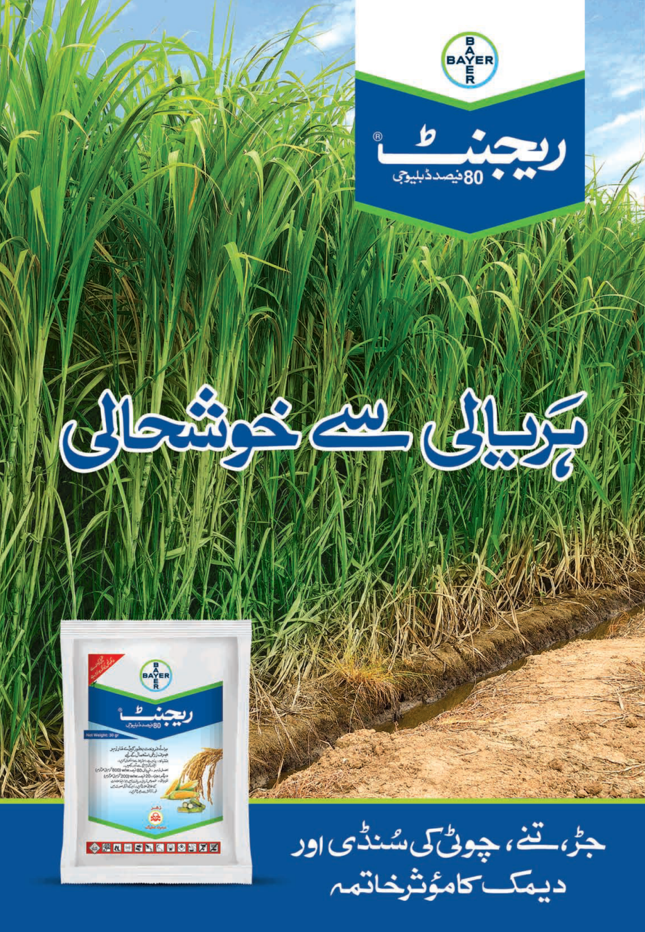 Regent sugarcane
