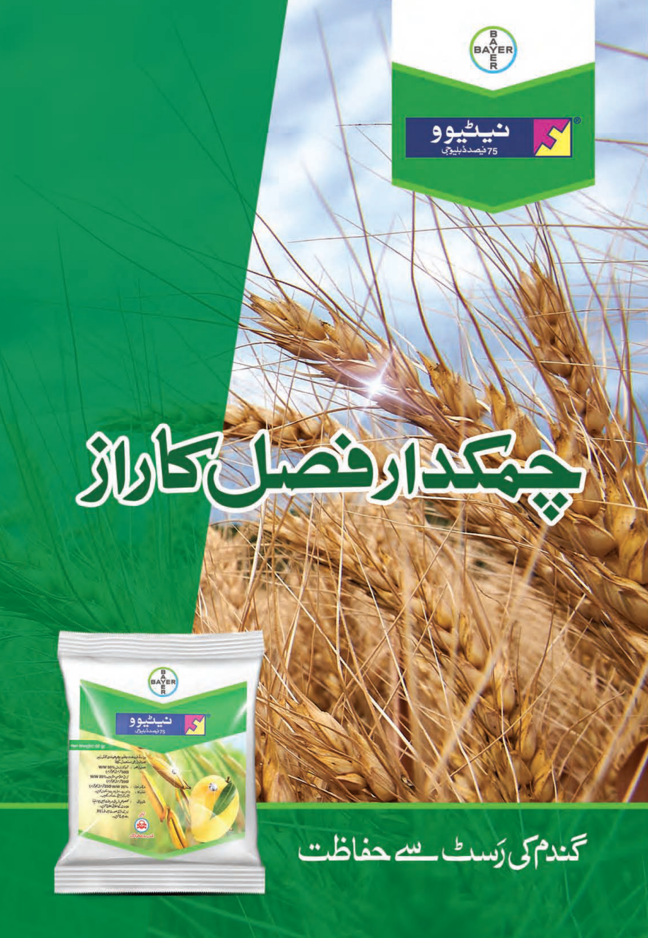 Nativo Wheat