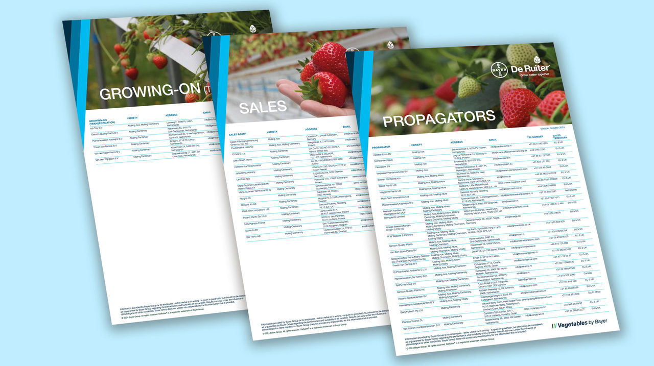 Strawberry Catalogues