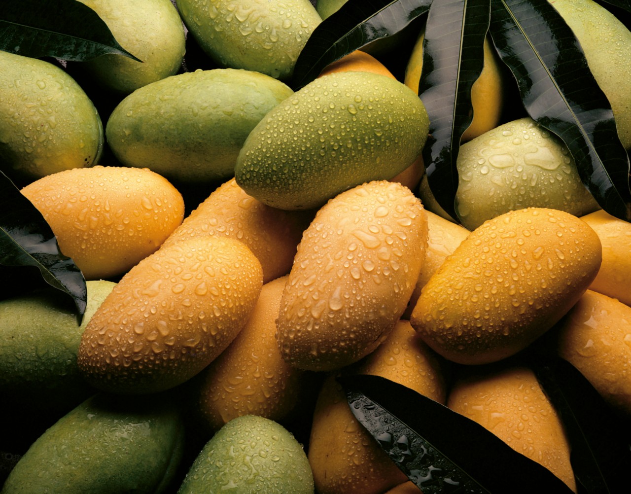 119244Werbemotiv: Mango